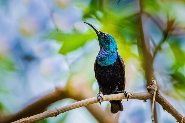 moutusi+bird+mbd-8