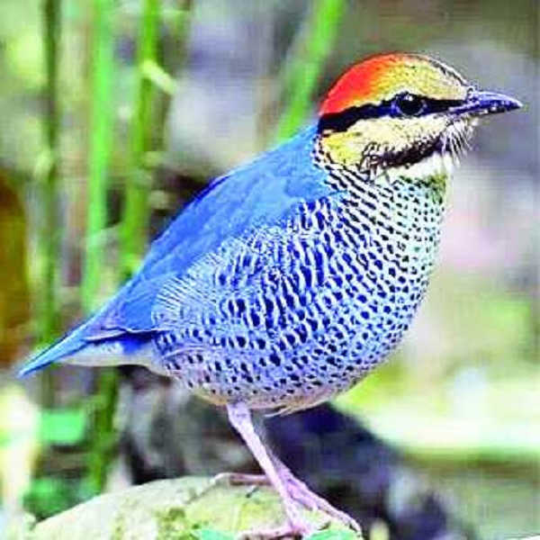 nil+shumcha+bird+mbd-3