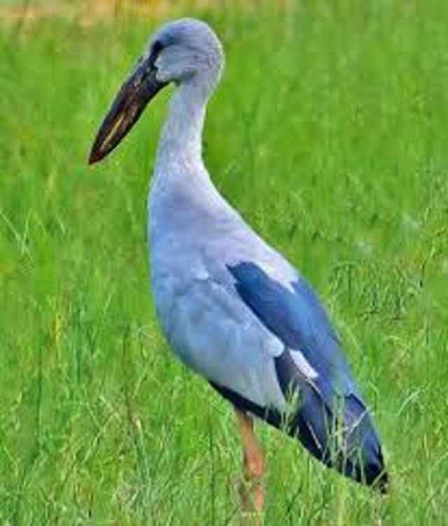 shamuk+bhanga++bird+mbd-5