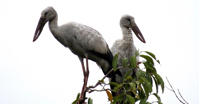 shamuk+bhanga++bird+mbd-7