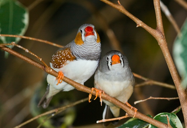 zebra+finch-bird+mbd-2
