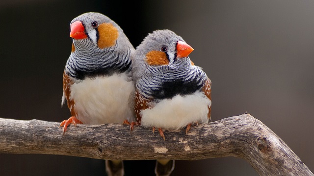 zebra+finch-bird+mbd-3