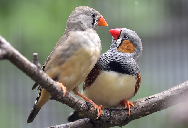zebra+finch-bird+mbd-4