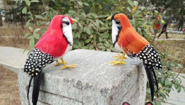zebra+finch-bird+mbd-5