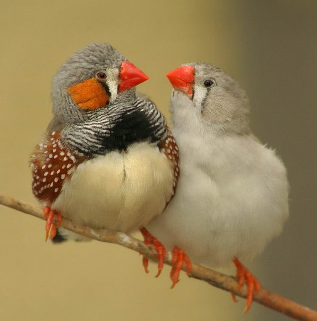 zebra+finch-bird+mbd-7