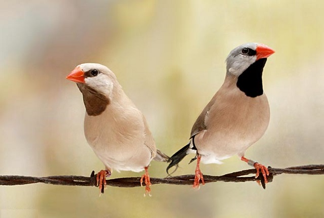 zebra+finch-bird+mbd-8