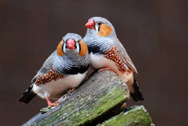 zebra+finch-bird+mbd