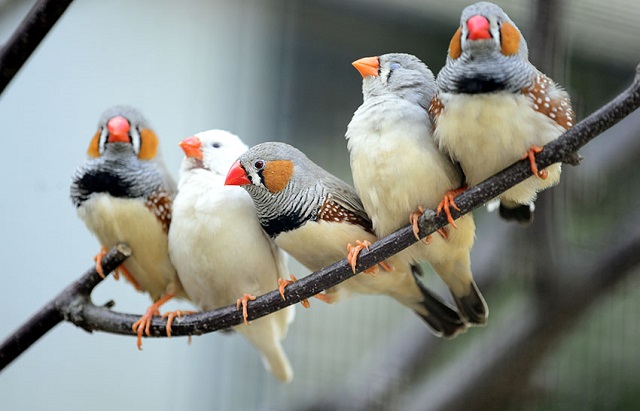 zebra+finch+bird+mbd