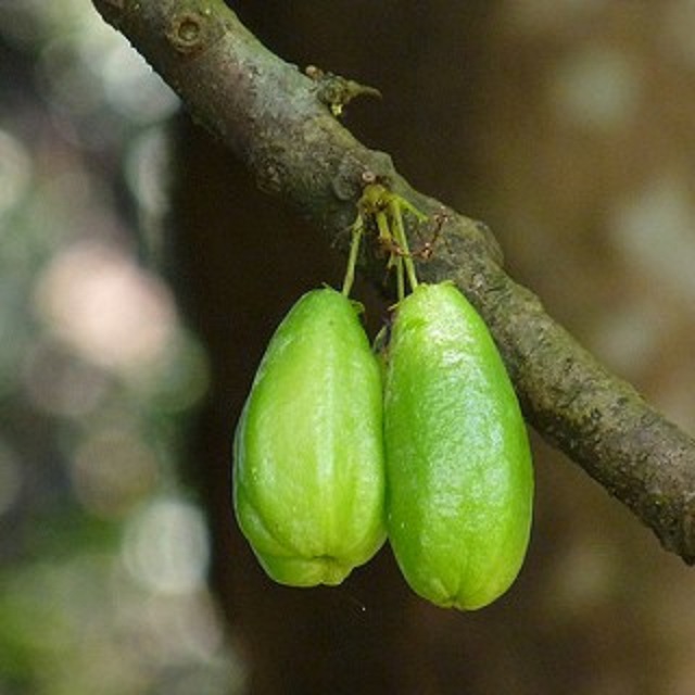 bilombi+fruite+mbd-3