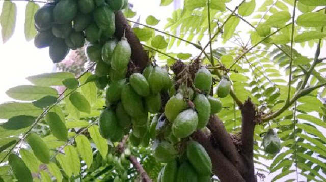 bilombi+fruite+mbd-5