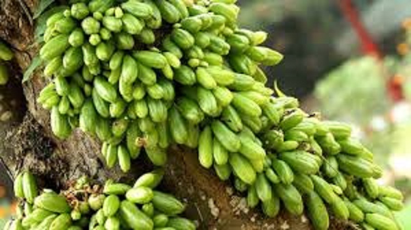 bilombi+fruite+mbd-6