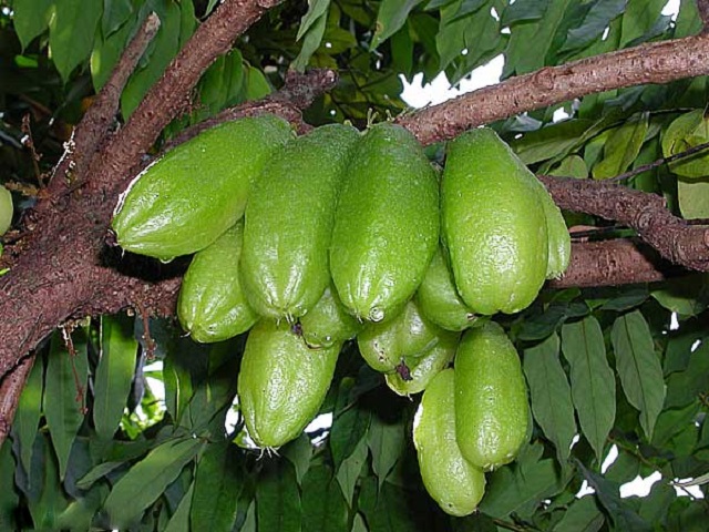 bilombi+fruite+mbd-8