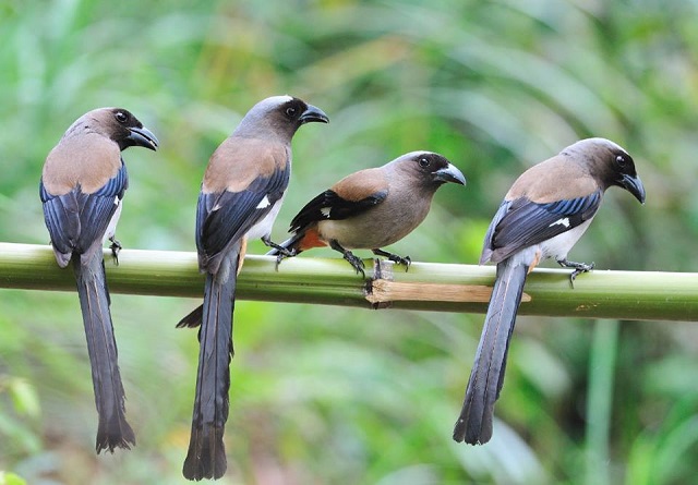 dhusar+harichacha+bird+mbd-8