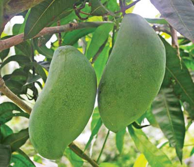 mango+big+mbd-2