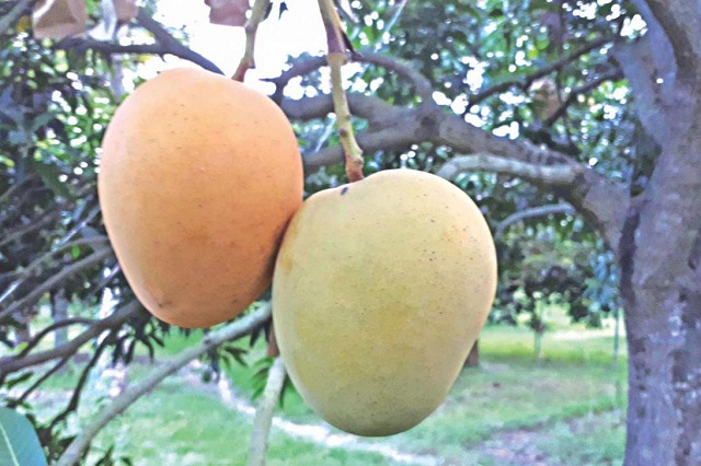 mango+khirsapati+mbd