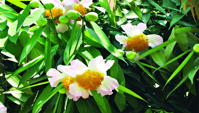 nagesshor+flower+mbd-2