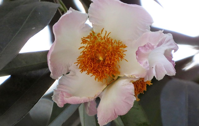 nagesshor+flower+mbd-4
