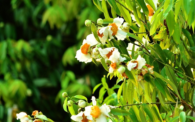 nagesshor+flower+mbd