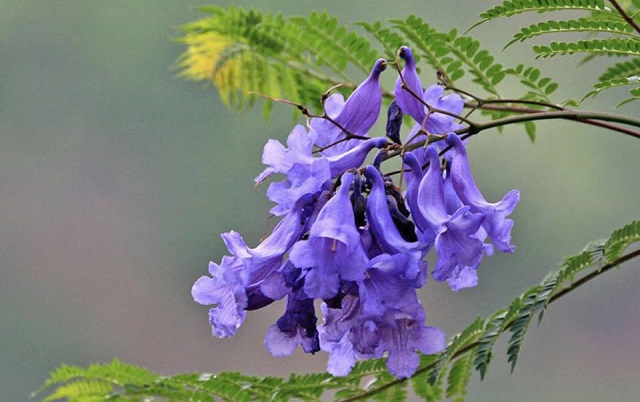 neelkantho+flower+mbd-2