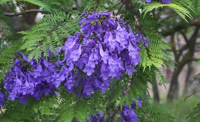 neelkantho+flower+mbd-8