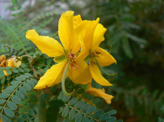 ranichura+flower+mbd-5