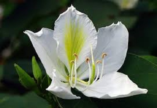 rokto+kanchon+flwer+mbd-4