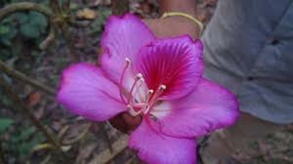 rokto+kanchon+flwer+mbd-5