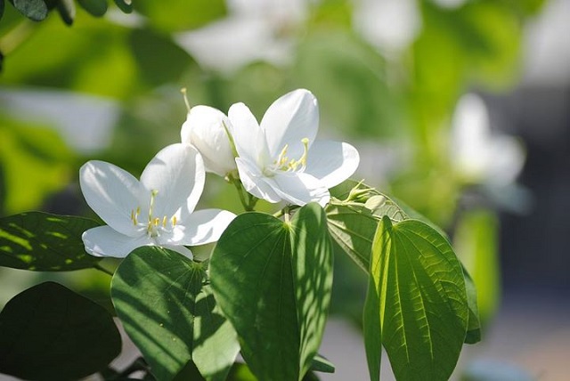 rokto+kanchon+flwer+mbd-6