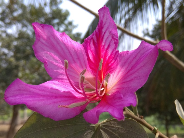 rokto+kanchon+flwer+mbd-8