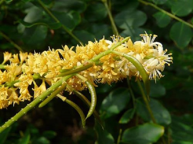 rokton+flower+mbd-3