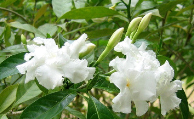 togor+flower+mbd