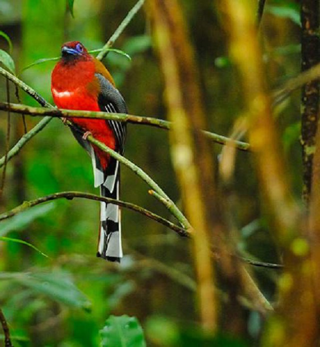 trogon+red+headed+bird+mbd-2