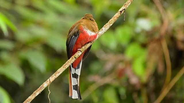 trogon+red+headed+bird+mbd-3