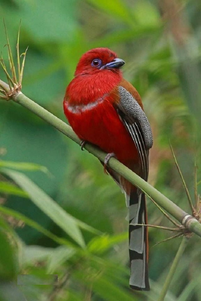trogon+red+headed+bird+mbd-5-ok