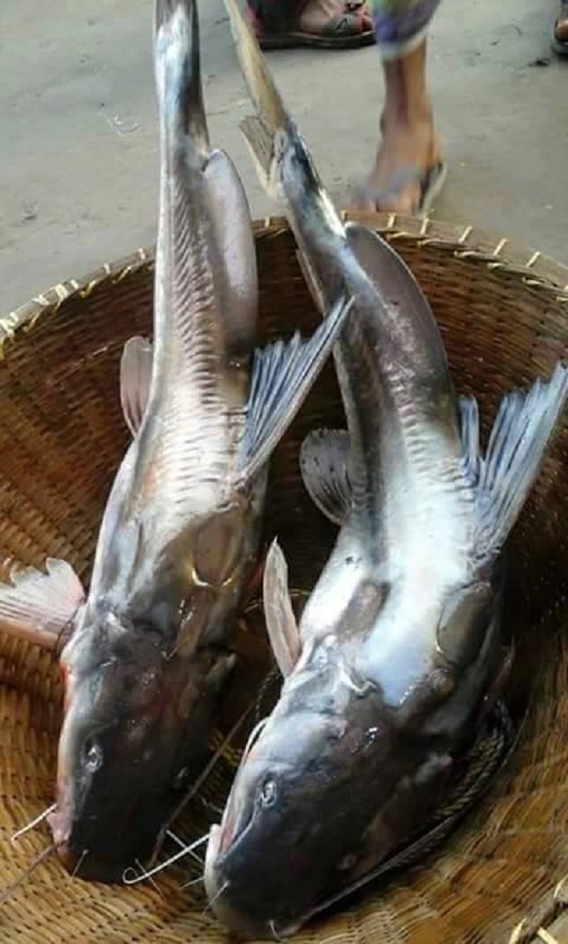 air+fish+mbd-2