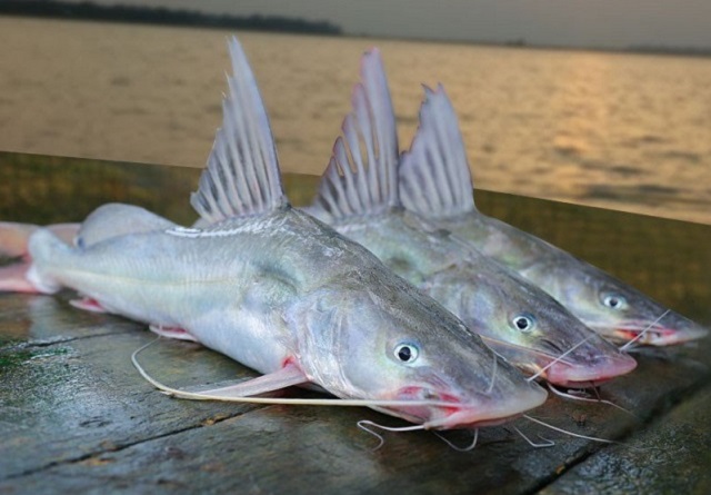 air+fish+mbd-3