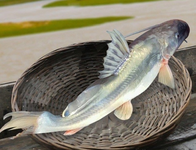air+fish+mbd-ok