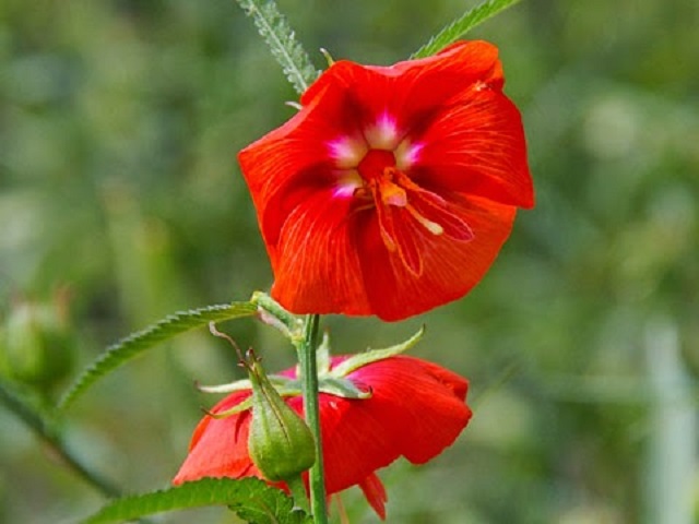 dupurmoni+flower+mbd-3