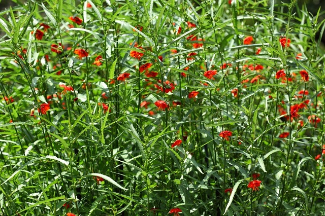 dupurmoni+flower+mbd-4