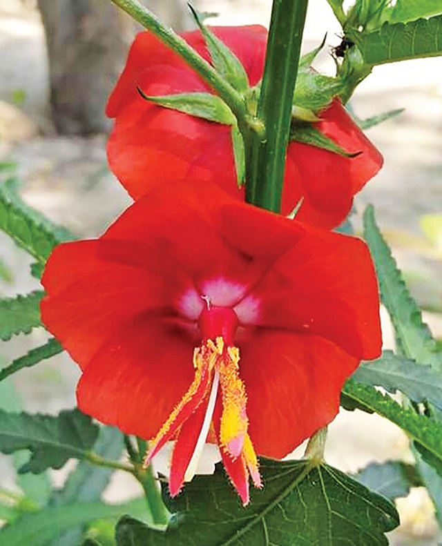 dupurmoni+flower+mbd-6