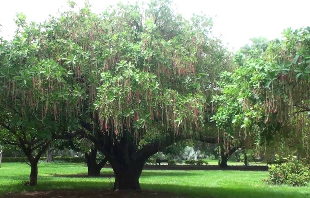 gaso-maso+khela+mbd-2