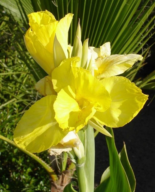 kalabati+flower+9+mbd