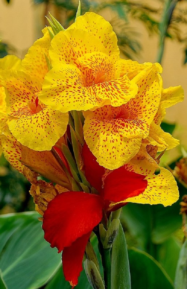 kalabati+flower+mbd-2