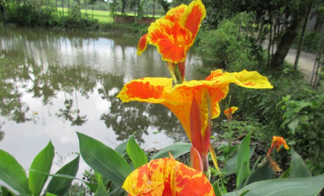 kalabati+flower+mbd-5