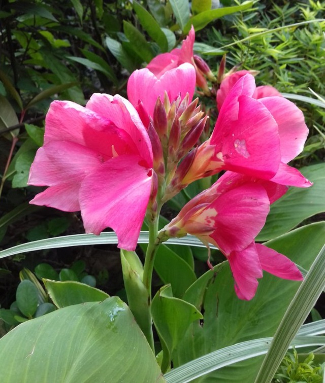 kalabati+flower+mbd-8