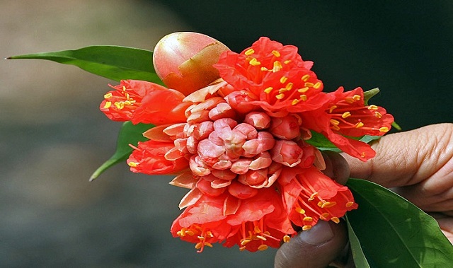 pakhi+flower+mbd-4