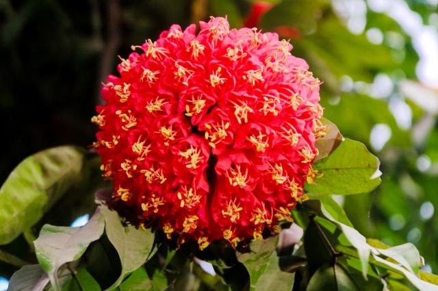pakhi+flower+mbd-5