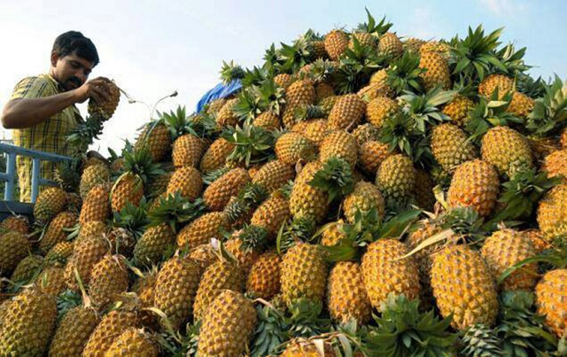 pineapple+mbd-2