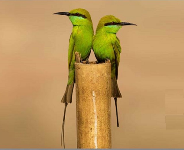 suie+chora+bird+mbd-3