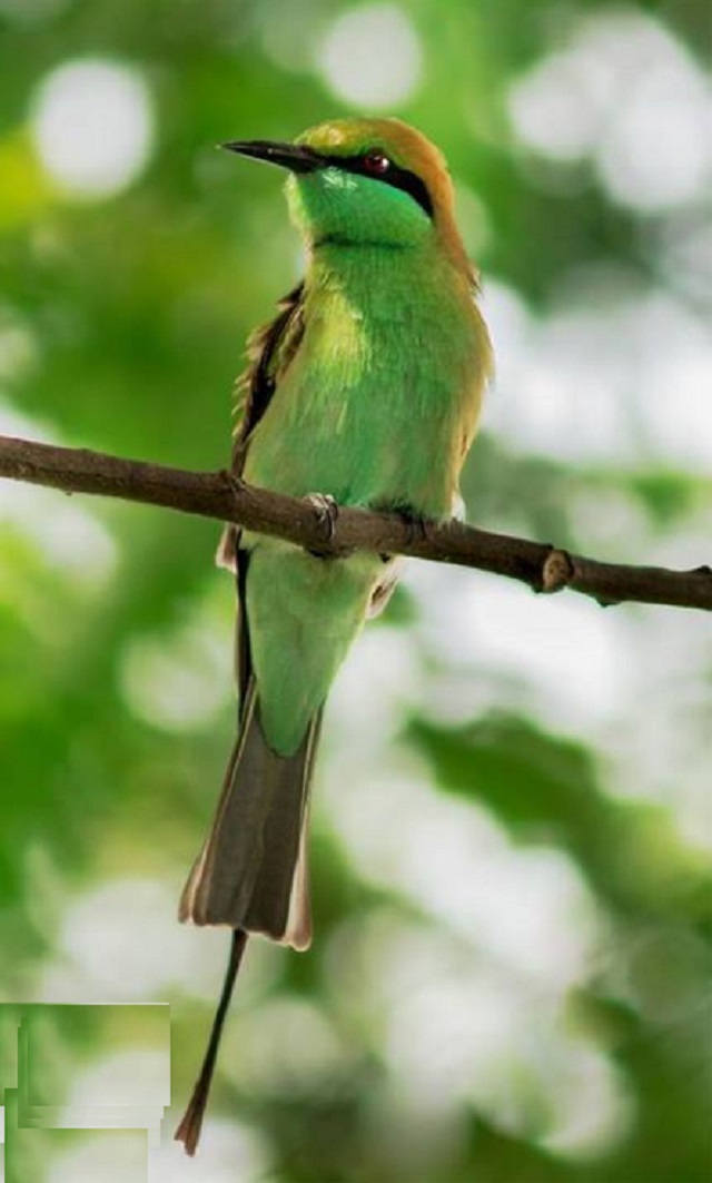 suie+chora+bird+mbd-5